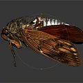 Red Patterned Winged Cicada Flying Animal With Black And White Body On Dark Background
