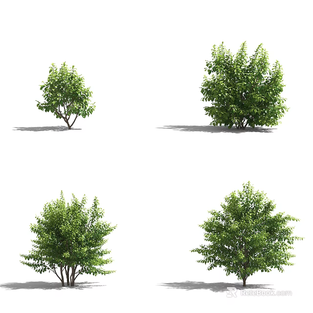 Various Green Leafy Trees With Lush Foliage In Different Sizes And Shapes 3d model 