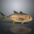 Yellow And Silver Fish With Red Eyes On Gray Background With Reflection