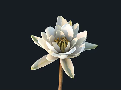 White Lotus Flower With White Petals Yellow Stamens And Slender Stem On Black Background 3d model