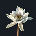White Lotus Flower With White Petals Yellow Stamens And Slender Stem On Black Background
