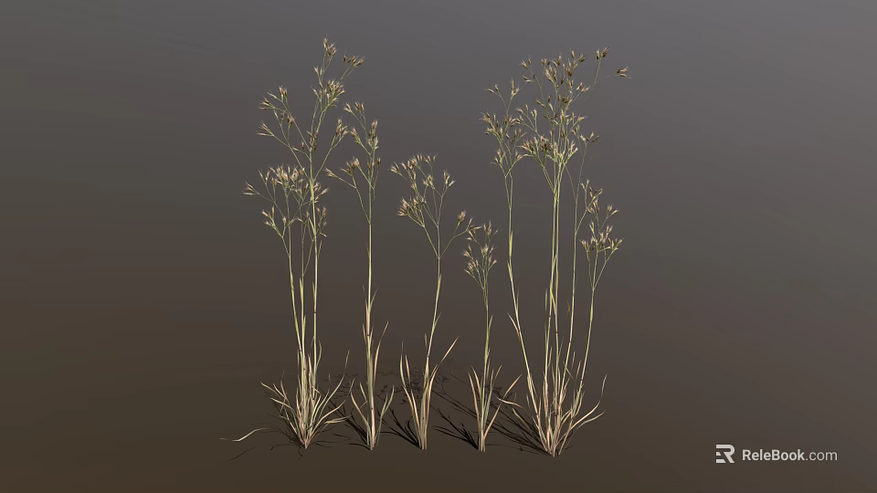 Ornamental Grass with Tall Slender Stems and Delicate Feathery Plumes Against Dark Backdrop 3d model 