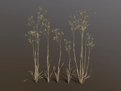 Ornamental Grass with Tall Slender Stems and Delicate Feathery Plumes Against Dark Backdrop 3d model