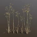 Ornamental Grass with Tall Slender Stems and Delicate Feathery Plumes Against Dark Backdrop