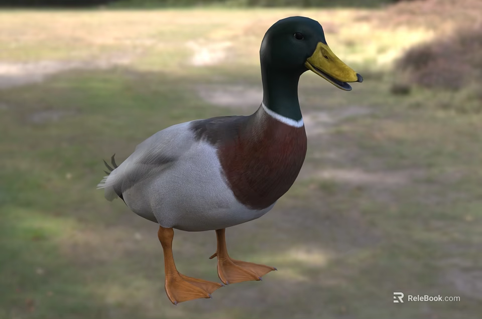 Flying Animal Duck With Green Head Yellow Beak White Belly On Grassy Field 3d model 