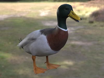 Flying Animal Duck With Green Head Yellow Beak White Belly On Grassy Field 3d model