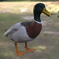 Flying Animal Duck With Green Head Yellow Beak White Belly On Grassy Field