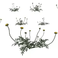 Natural Garden Flowers With Yellow Blooms Green Leaves And Clustered Stems