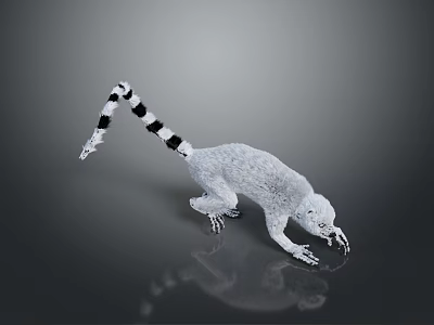 White Ring Tailed Lemur With Striped Tail On Gray Background Reflection 3d model