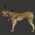 Caracal With Orange Fur Black Spots And Tufted Ears Standing On Dark Background