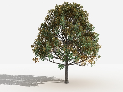 modern tree magnolia model