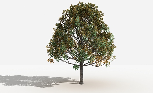 modern tree magnolia 3d model