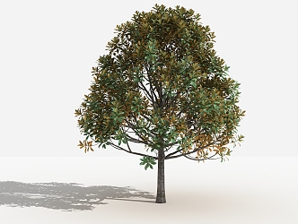 modern tree magnolia 3d model