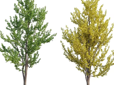 Two Garden Ornamental Trees With Green And Yellow Foliage For Landscaping Design 3d model