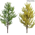 Two Garden Ornamental Trees With Green And Yellow Foliage For Landscaping Design