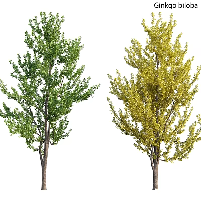 Two Garden Ornamental Trees With Green And Yellow Foliage For Landscaping Design 3d model