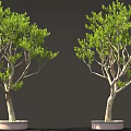 Lush Green Potted Trees With Slender Trunks In White Pots Against Dark Background
