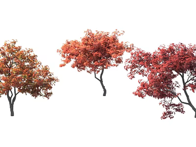 Autumn Colored Tree Combination with Red Orange Foliage and Diverse Canopy Structures 3d model