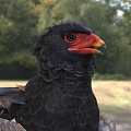 Bateleur Eagle Standing With Black Feathers Red Beak And Red Talons In Natural Grassland Habitat