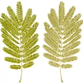 Natural Green Leaves Wall Decor With Fresh Design For Home Interior
