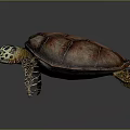 Colorful Sea Turtle With Green Yellow Patterned Head And Red Brown Shell 3d model