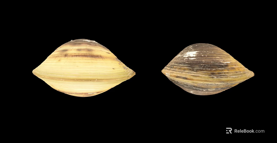 Aquatic Animals Natural Shells With Yellow Brown Stripes And Smooth Texture 3d model 