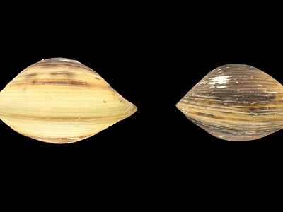 Aquatic Animals Natural Shells With Yellow Brown Stripes And Smooth Texture 3d model