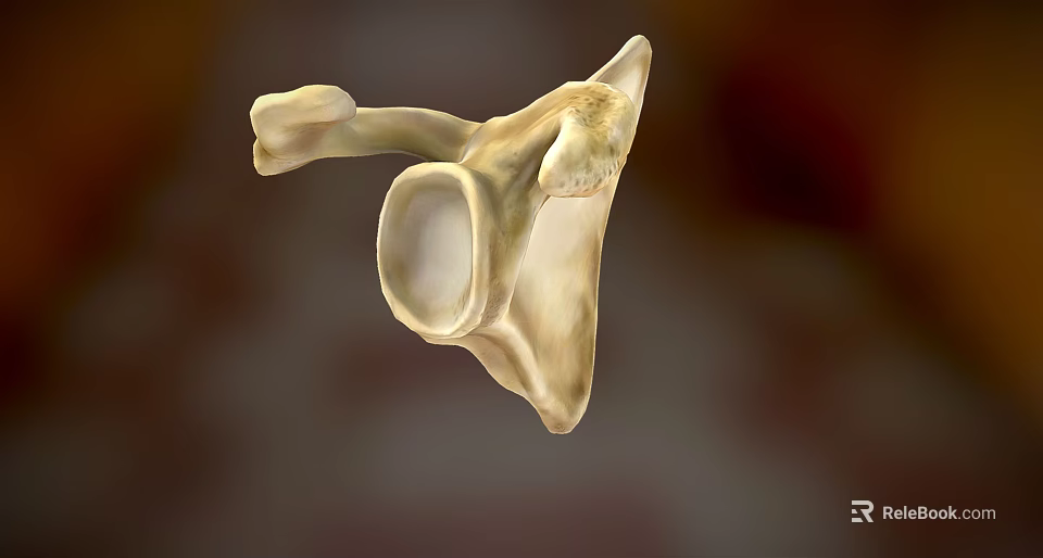 Professional Medical Device 3D Bone Anatomical Structure Visualization Model 3d model