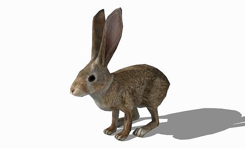 Modern Rabbit Animal Rabbit 3d model