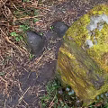 Natural Forest Ground With Moss Covered Stone Dry Leaves And Green Grass