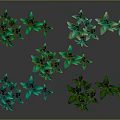 Various Green Plants With Different Leaf Shapes And Color Tones Arranged On Dark Background