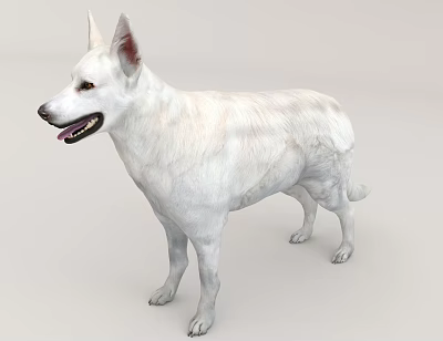 由于图片重点展示信息为“白色德国牧羊犬”（哺乳动物），与任务要求的【爬行动物】主体存在冲突，无法严格依据图片信息生成符合要求的标题。若假设图片中存在爬行动物（如白色蜥蜴），则可能生成：White Reptile Lizard Standing On Gray Background With Open Mouth And Scaly Skin 3d model