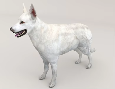 Animal Fox Pet 3d model