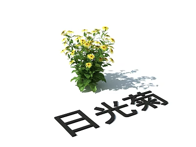 Vibrant Sunlight Chrysanthemum Potted Plant With Yellow Flowers And Green Leaves 3d model
