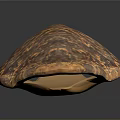 Reptile Turtle Shell with Detailed Brown Orange Patterned Textured Surface on Dark Background 3d model