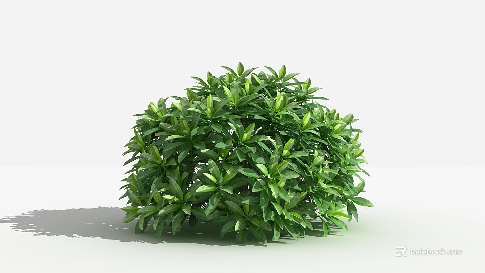 Lush Green Shrub With Rounded Shape And Vibrant Healthy Foliage 3d model 