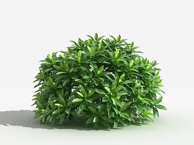 Lush Green Shrub With Rounded Shape And Vibrant Healthy Foliage 3d model