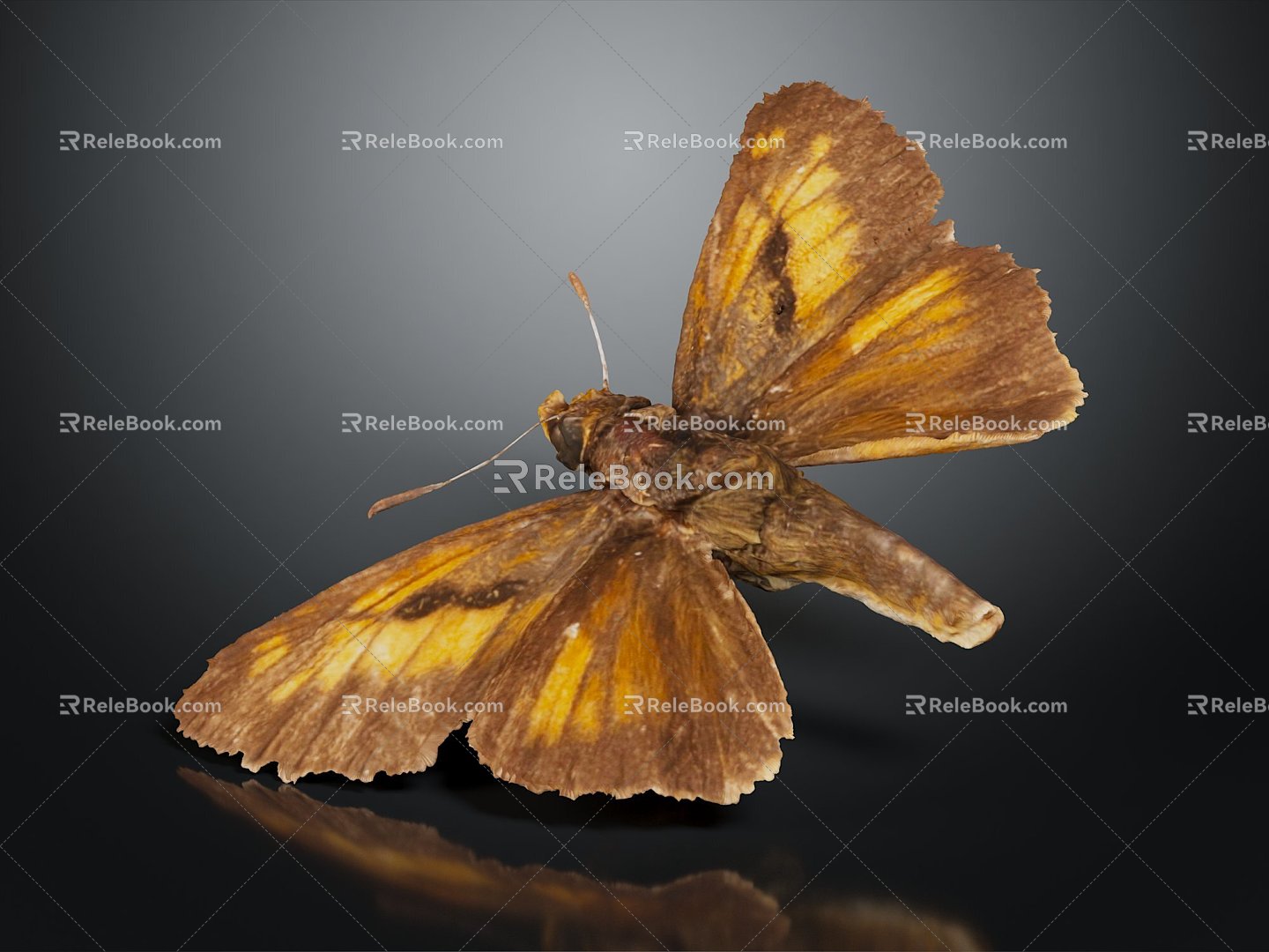 Modern Butterfly Moth Colored Butterfly 3d model