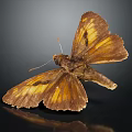 Modern Butterfly Moth Colored Butterfly 3d model