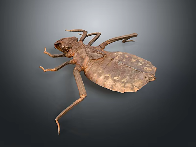 Giant Insect Specimen Featuring Detailed Brown Exoskeleton And Long Legs On Dark Background 3d model