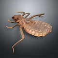 Giant Insect Specimen Featuring Detailed Brown Exoskeleton And Long Legs On Dark Background