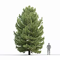 Three Tall Evergreen Arborvitae Trees With Human Figure For Scale And Lush Foliage Close Up
