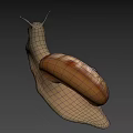 Detailed Snail Close Up With Brown Shell And Extended Antennae On Gray Background