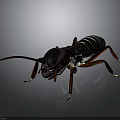 Detailed Realistic Cockroach With Dark Body And Red Legs On Gray Background