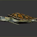 Realistic Vibrant Sea Turtle With Colorful Shell And Patterned Flippers On Gray Background 3d model