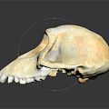Detailed Handcrafted Monkey Skull Sculpture on Black Background with Reflection