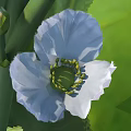 Blooming Light Blue Flower with Green Stamens and Bud on Green Leafy Background