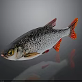 Silver Red Finned Fish With Shiny Body Yellow Eyes And Dark Background Reflection