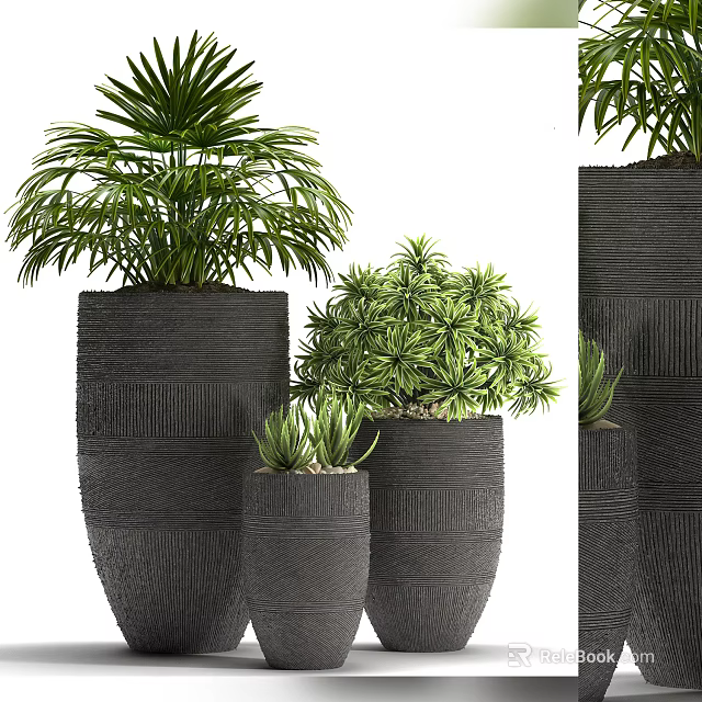 Green Leafy Bonsai Potted Plants in Black Textured Pots of Various Sizes 3d model 