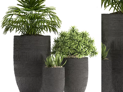 Green Leafy Bonsai Potted Plants in Black Textured Pots of Various Sizes 3d model